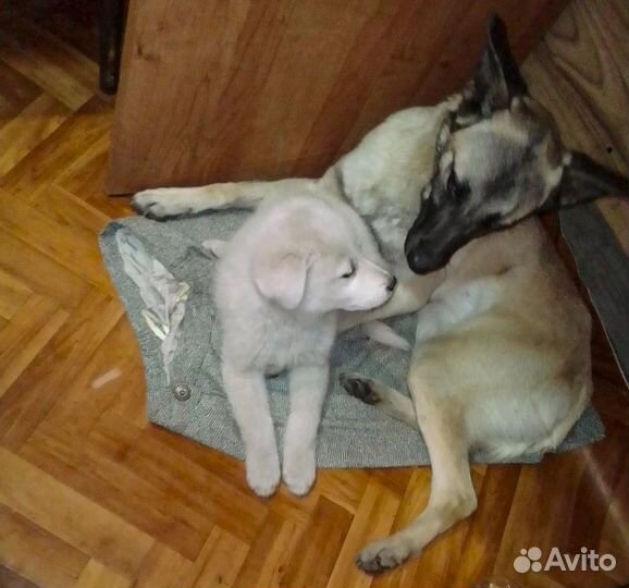 Найда - стерильная собачка девочка в дар