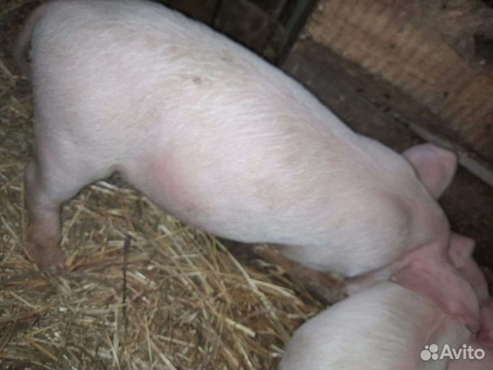 Домашние поросята
