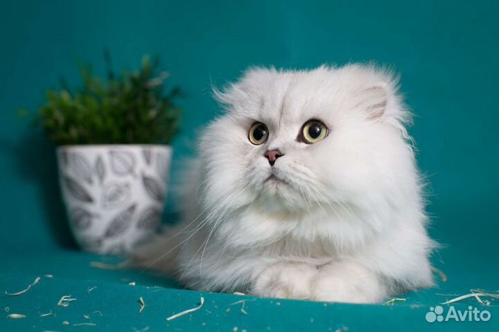 Кот на вязку