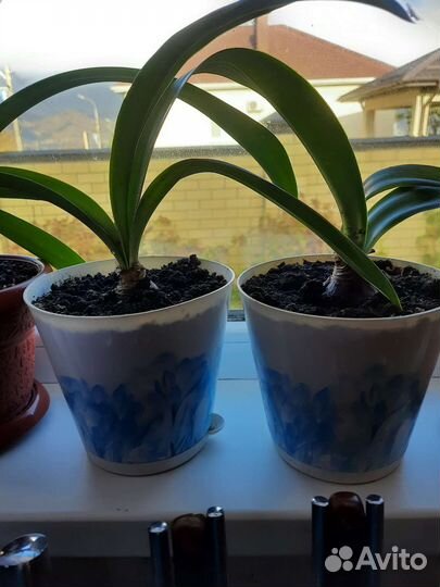 Гиппиаструм