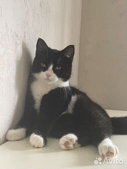 В добрые руки