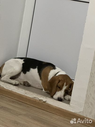 Передержка домашних животных