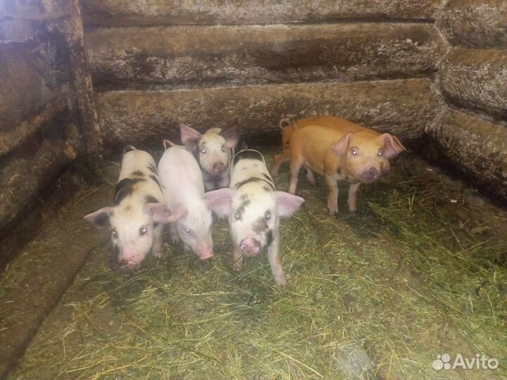 Поросята