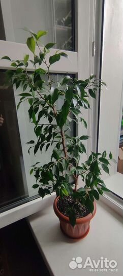 Фикус бенджамина Наташа