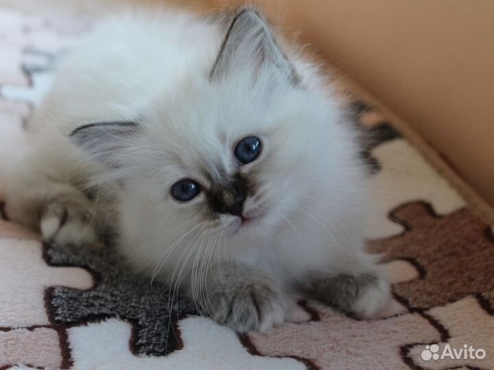 Невская маскарадная, доставка в ваш город