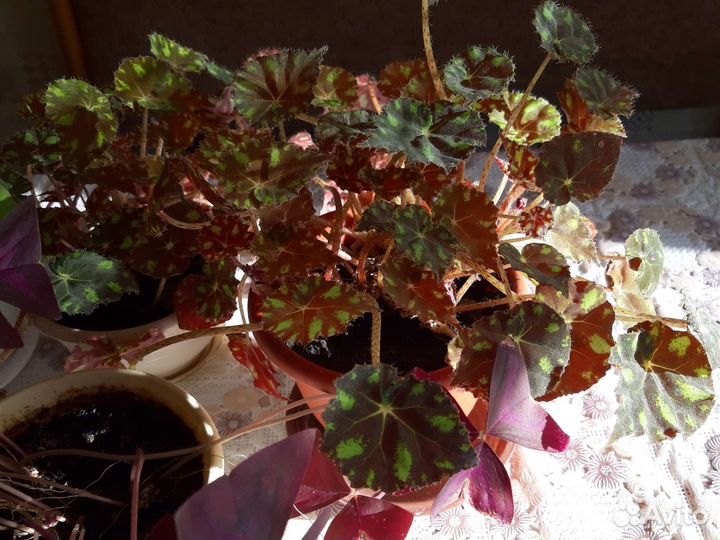 Комнатные цветы разные