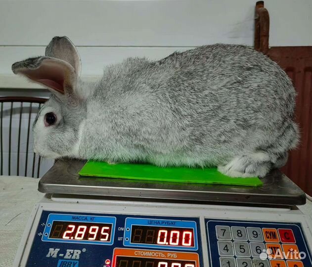 Продам кроликов