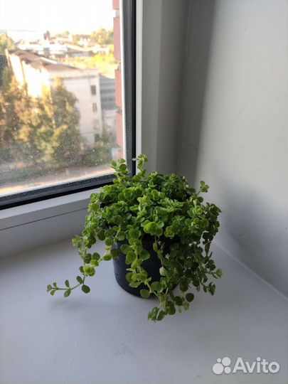 Пилея прижатая(pilea depressa)