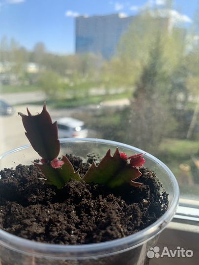 Декабрист шлюмбергера