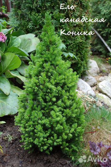Ель Канадская