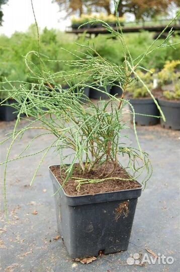 Туя западная Филиформис