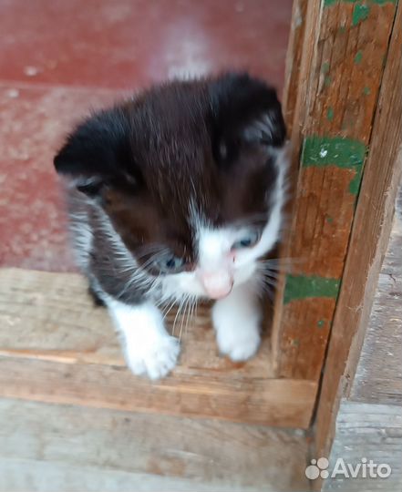 5 котят. Приходите