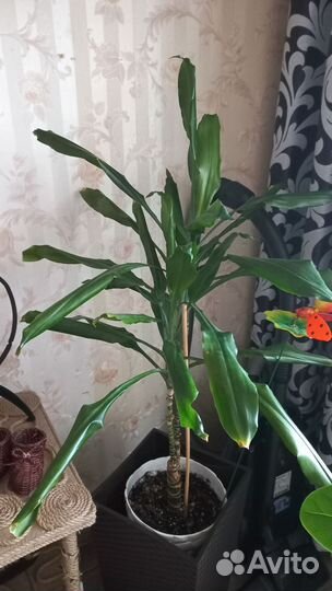 Продам цветы комнатные в отличном состоянии