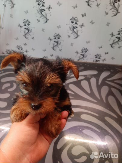 Йоркширский терьер щенки