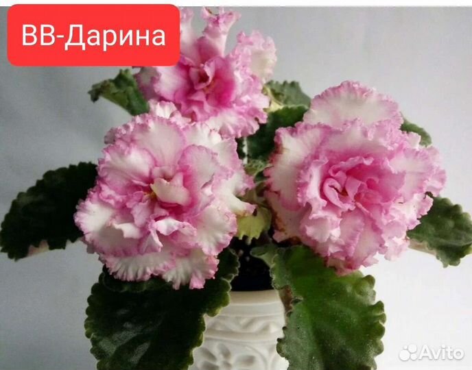 Сортовые фиалки