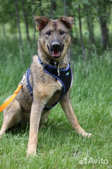 Подарите щенуле жизнь дома