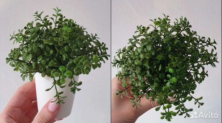 IKEA Цветы искусственные в горшочках. Суккулент