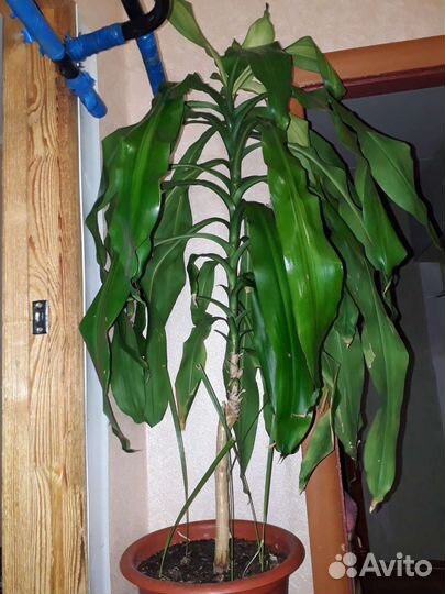 Драцена душистая