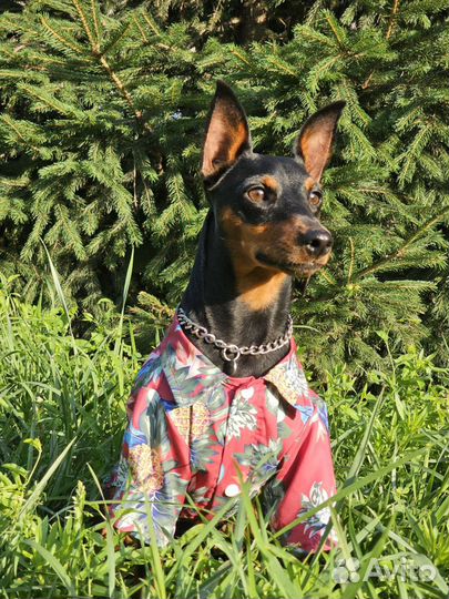 Цвергпинчер