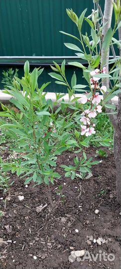 Дубочки миндаль абрикос фундук калина Бульденеж