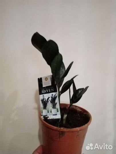 Банан, пальма, замиокулькас чёрный