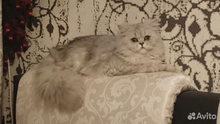 Красавец блондин ждет в гости дам (вязка)