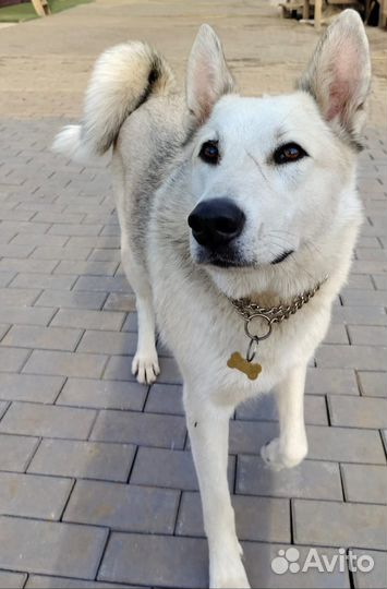 Собака в добрые руки отдам бесплатно