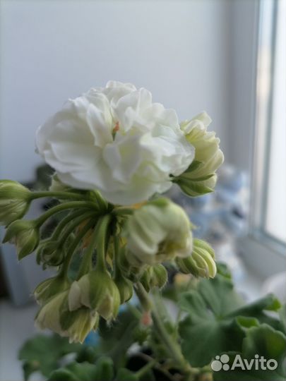 Пеларгония уг Айгуль