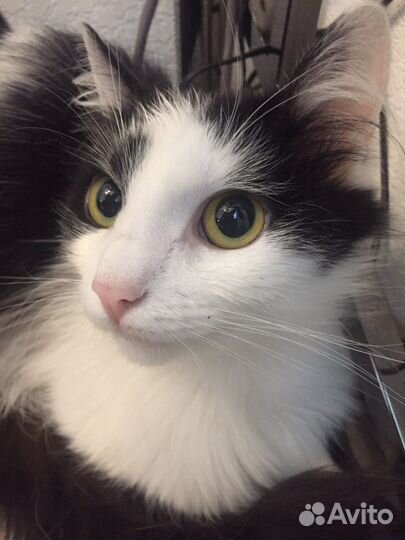 Коты по-отдельности и/или вместе