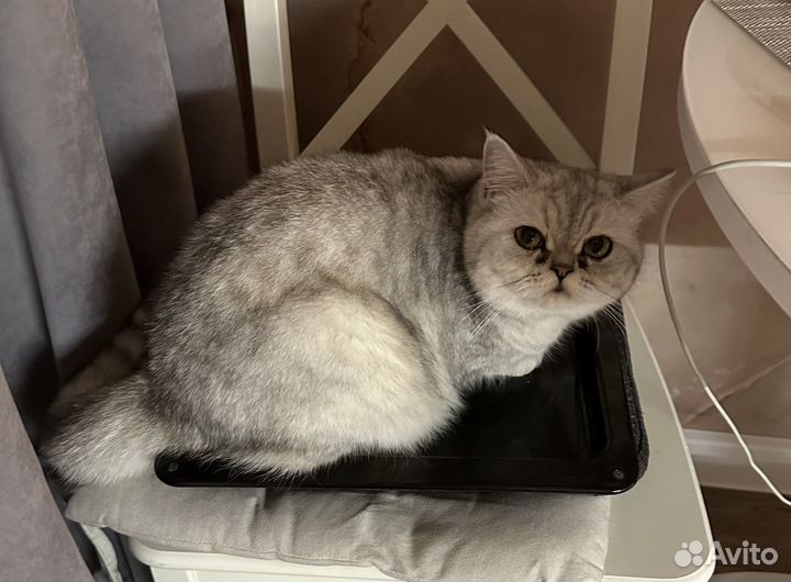 Кошка экзот