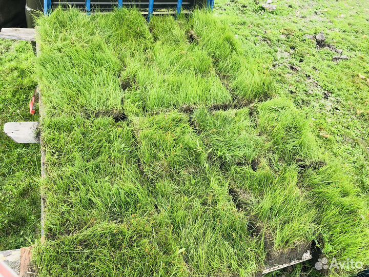 Газон (Полевой) морозоустойчивый