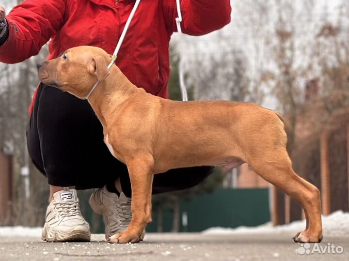 Кобель питбуля рр