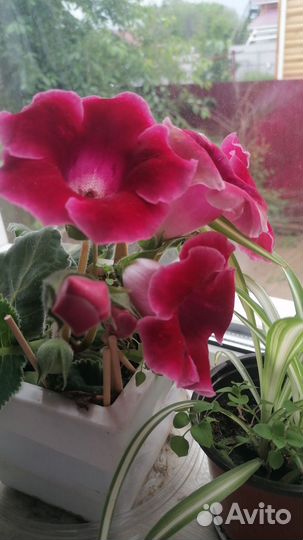 Глоксиния лист или клубнем осенью