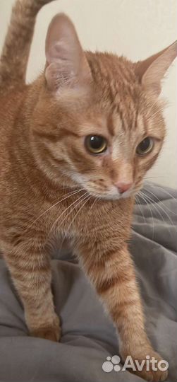 Передержка кошек,котоняня,зооняня