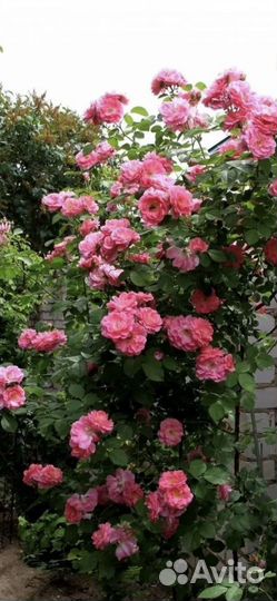 Роза кустовая