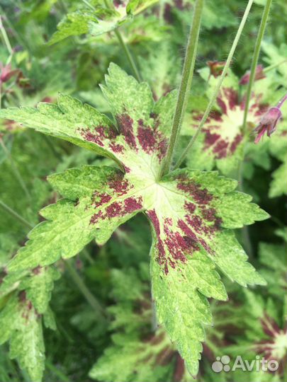 Герани, папоротники, роджерсия