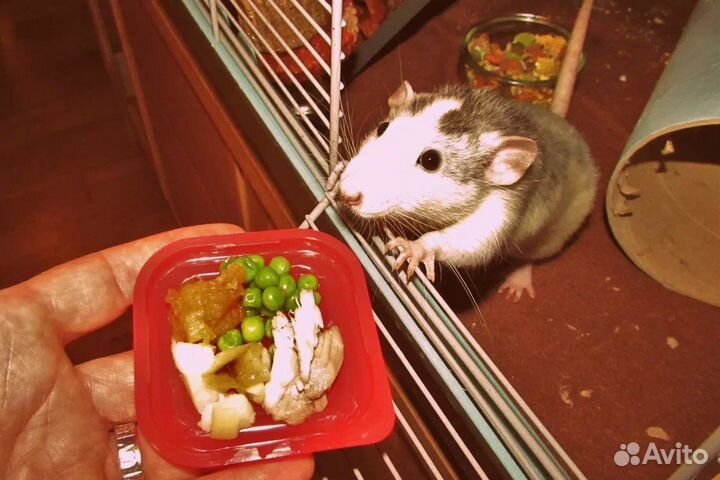 Ратолог Специалист по грызунам, выезд