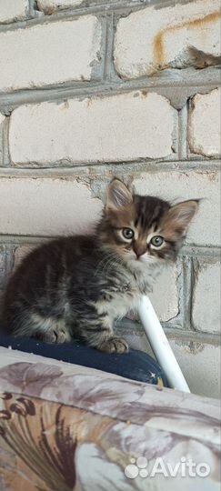 Кошки в добрые руки бесплатно