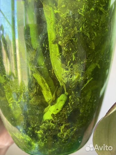 Орхидея фаленопсис