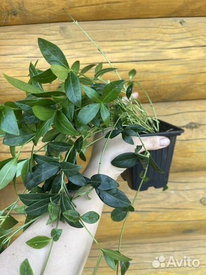 Саженцы барвинка