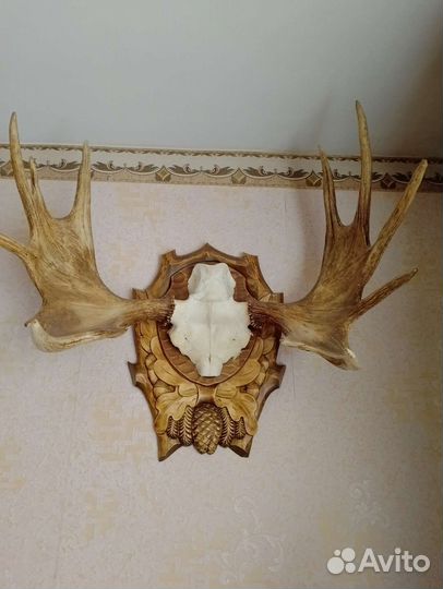 Продам рога лося