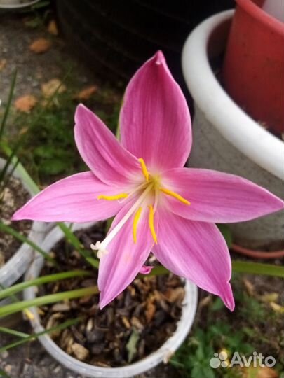 Сортовые декабристы,пералгонии,комнатные цветы