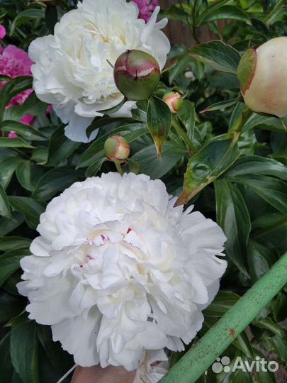 Пионы саженцы