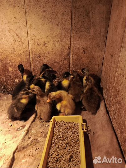 Утки индийский бегунок, утята