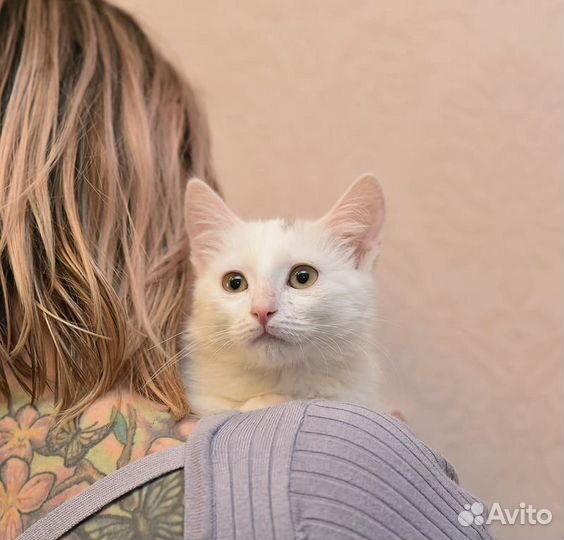 Белоснежный котёнок в дар