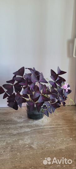 Баттерфляй