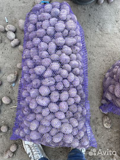 Картофель на корм