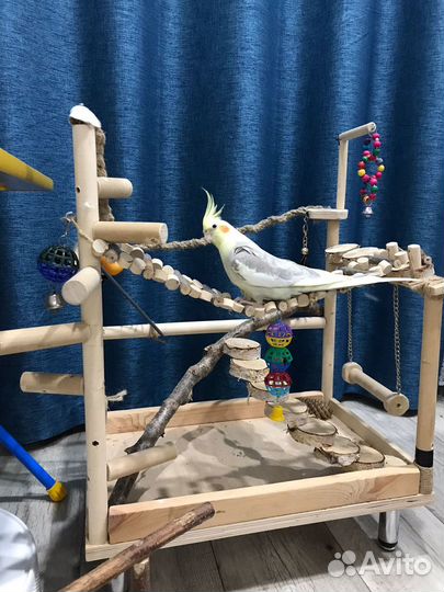 Игровой стенд (площадка) для попугая