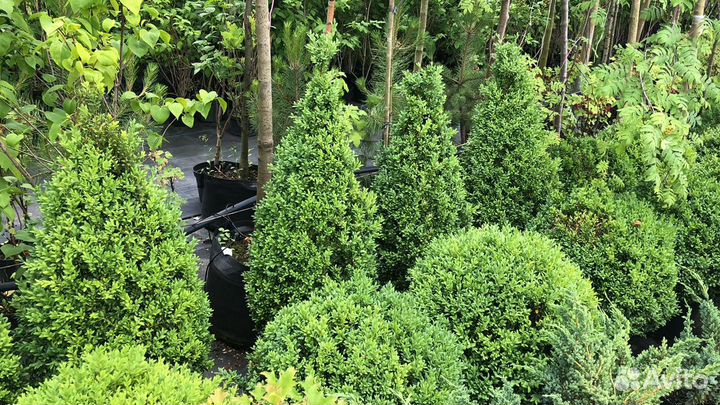 Самшит зеленый, конусовидный, питомник