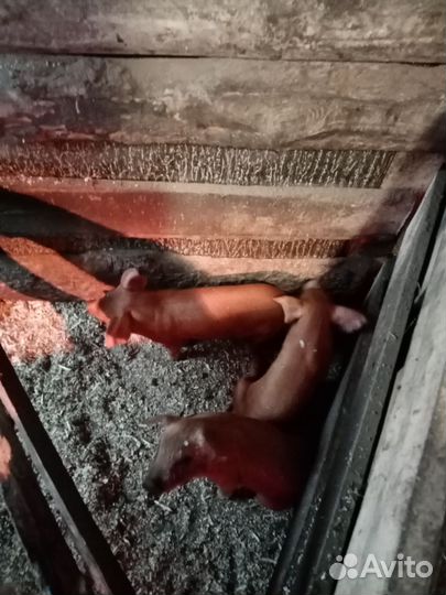 Поросята породы дюрок